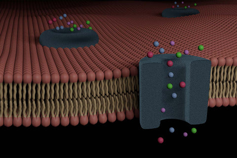 illustration of omega 3 absorption