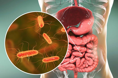 How To Rebalance Your Gut After Antibiotics: 5 Tips