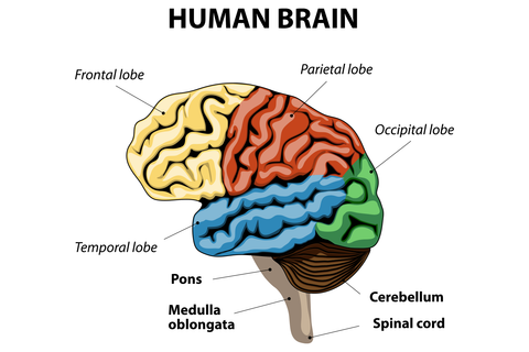 Diagram of the human brain