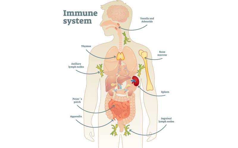 Illustration of all the parts of the human immune system
