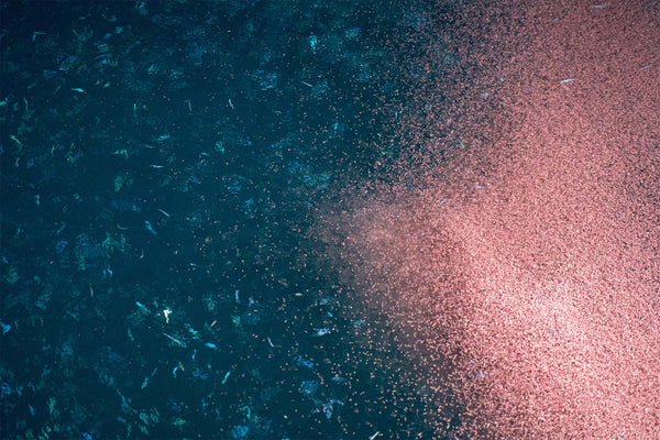 large group of krill in the ocean