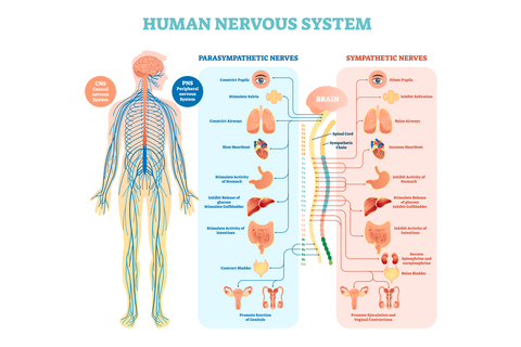 How To Regulate Nervous System: 5 Ways To Support It