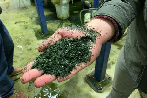 finely chopped seaweed in the factory
