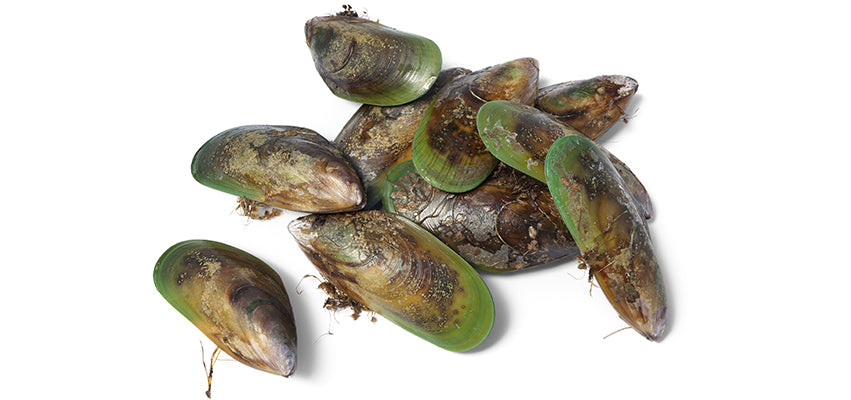 Green Lipped Mussels for Osteoarthritis