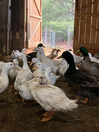 Ducks in a barn in Muskoka