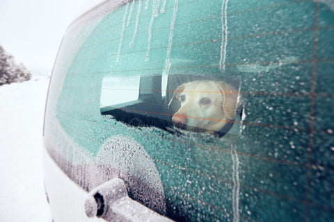 Dog in car in winter