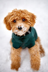 Small dog in snow