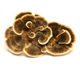 Turkey Tail Mushroom