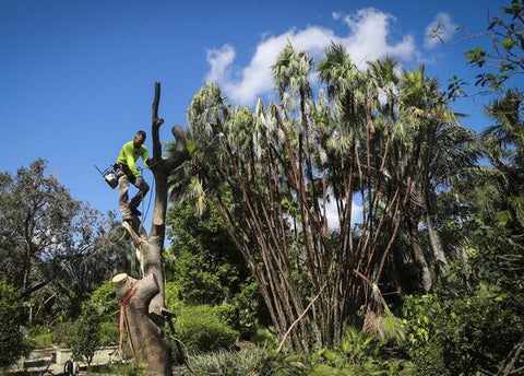 Cutting down trees during hurricane season to avoid trees from falling on your house.