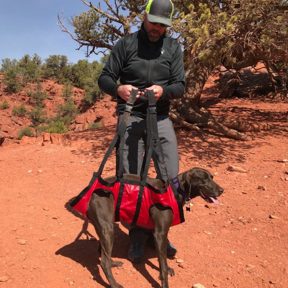 small dog carry harness