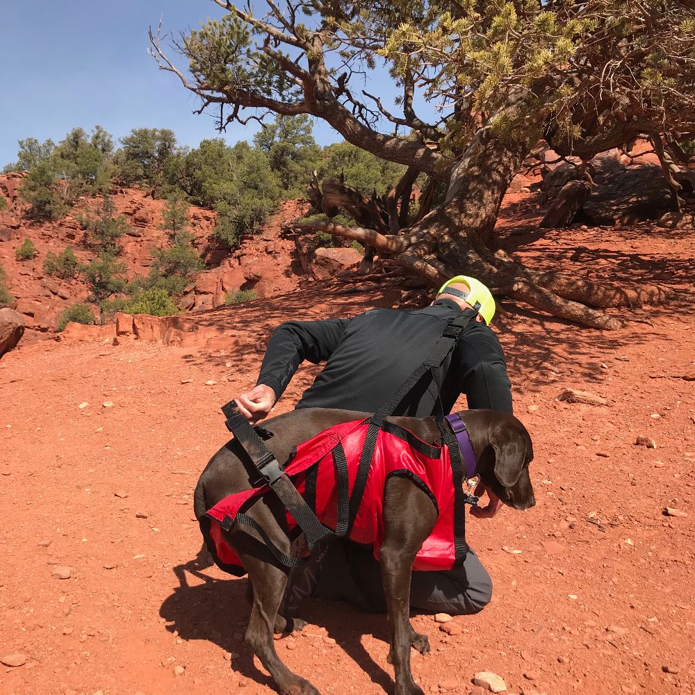 dog carrying harness