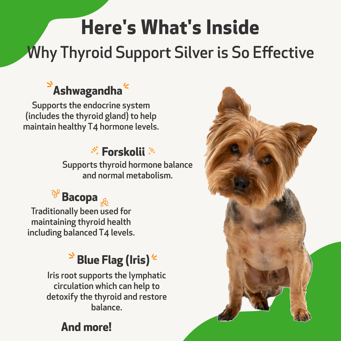 what should a dogs thyroid level be