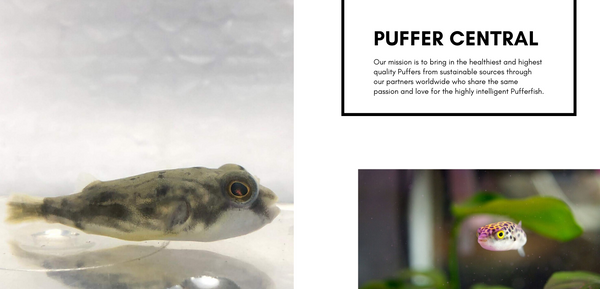 Puffer Central - Our Story
