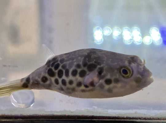 Spotted Congo Puffer 'Tetraodon schoutedeni' - Puffer Central