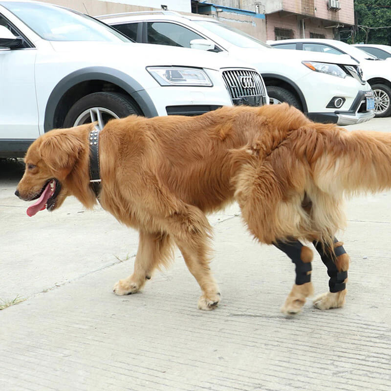 Polideia compre melhor joelheira patelar para cachorro barato