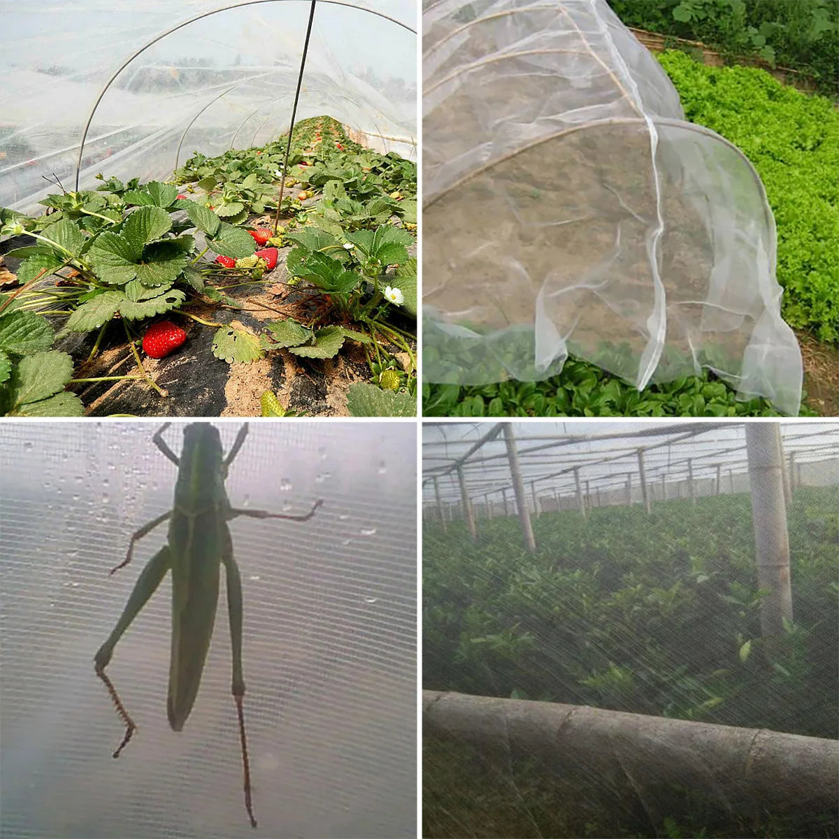 Defenda suas plantas com nossa Tela Anti Pássaros de alta qualidade. Garanta crescimento saudável e duradouro. Proteção confiável contra insetos.