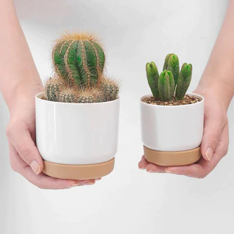 Polideia comprar melhor Vasos Cachepó de Planta Para Suculenta Cactus barato