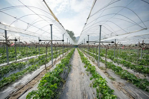 Tela para estufa de plantas anti pássaros