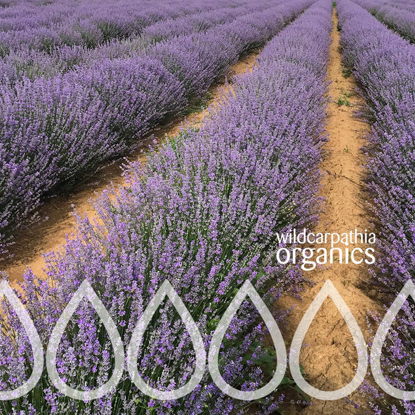 Lavender Essential Oil, Organic