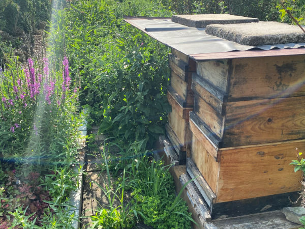 Bienenvolk im Garten eines Imkers, Bienenvolk Nahaufnahme