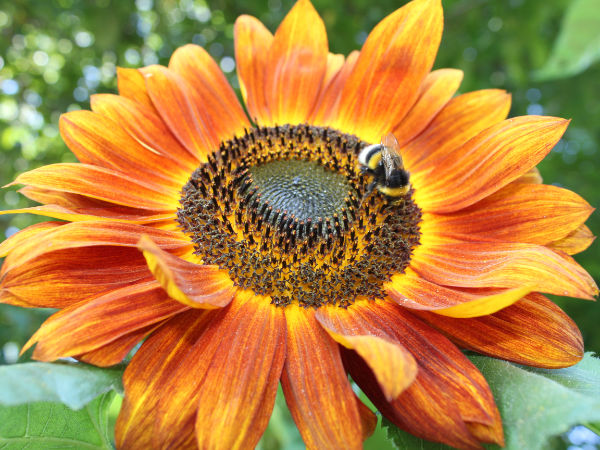 rot gelb braune Herbstschönheit Sonnenblume mit Hummel