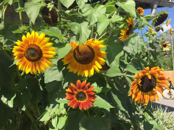 verschiedene Farben der Blüte der Selma Sonnenblumenpflanze