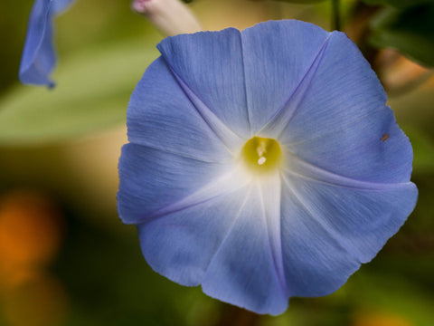 Lein Blüte Nahaufnahme