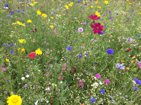 Wildkräutermischung bunte Blumen auf Feld Bienenweide