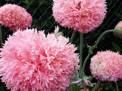 rosa pinke gefüllte Mohnblume Nahaufnahme