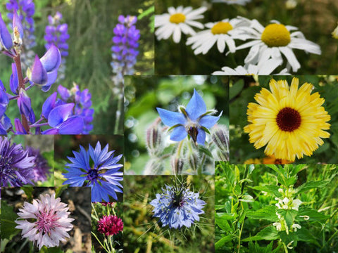 Collage von verschiedenen Blüten wie Ringelblume, Kamille, blaue lupune, bunte Kornblume und blauer Borretsch