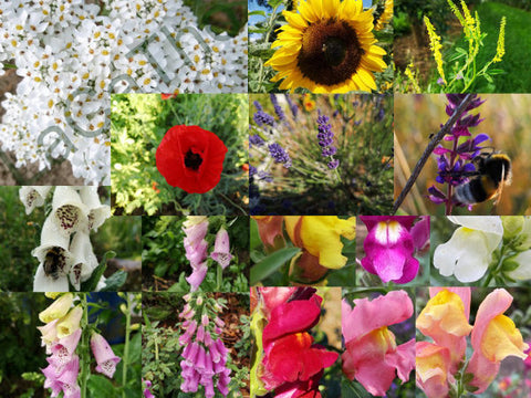Collage verschiedener Bienenfreundlichen Pflanzen wie Sonnenblume, Klatschmohn oder Löwenmäulchen