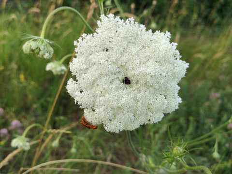 weiße Blume mit schwarzem Punkt