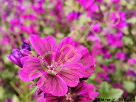 lila Blüte der Malve vor einem Malvenfeld