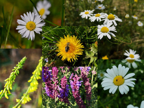Collage von Wiesenblumen wie Margerite Steinklee Löwenzahn und Kamille