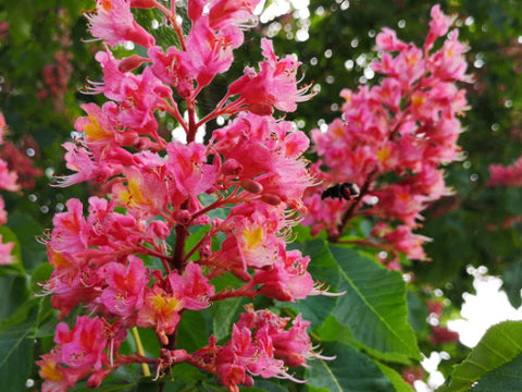 rosa Blüten des rotblühenden Rosskastanienbaums