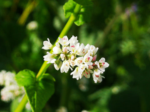 weiße Buchweizenblüte Nahaufnahme