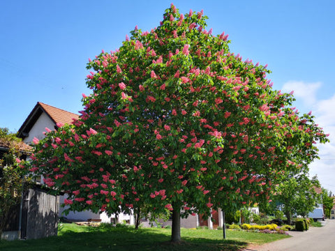 rotblühender Rosskastanienbaum mit rosa Blüten