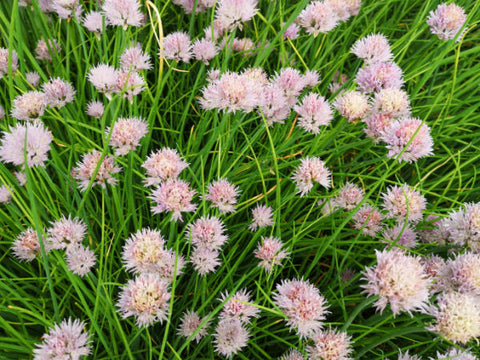 viele Schnittlauchblüten im Garten