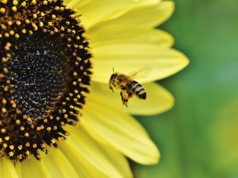 Sonnenblumen Sorte Valentine Blüte hellgelb