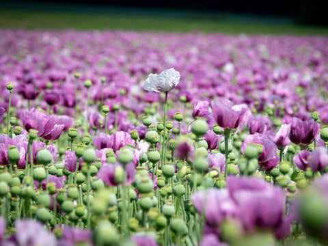 rosa Schlafmohn auf Feld viele Pflanzen