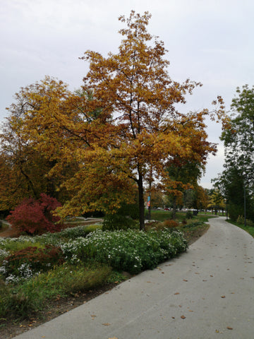 Roteiche Baum mit Herbstfärbung