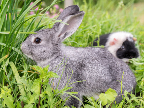 Kaninchen und Meerschweinchen auf Rasen und fressen