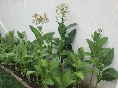 kleine Tabakpflanzen grüner Bauerntabak