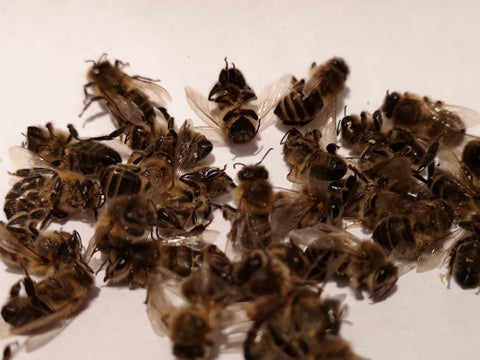 Bienen gefüllt zum Trocknen der Insekten