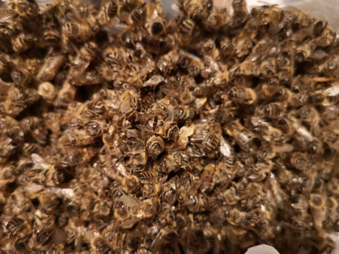 Haufen toter hunderter Bienen übereinanderliegend