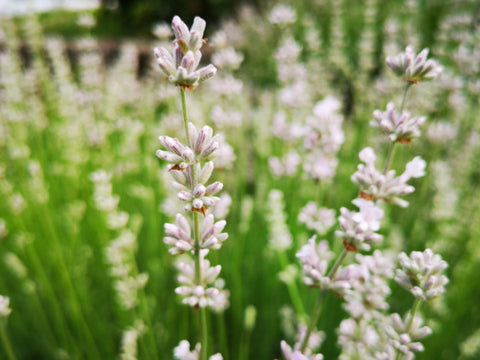 seltener weißer Lavendel Blüte in Nahaufnahme