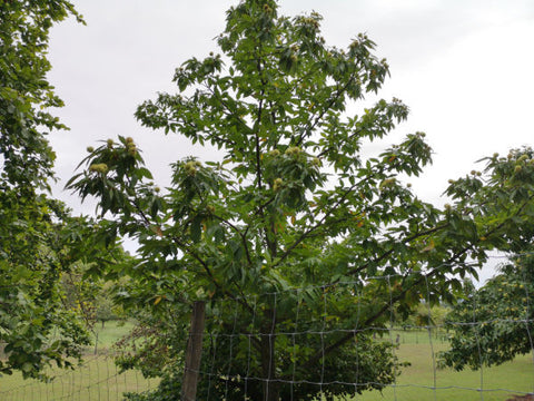 großer Esskastanienbaum