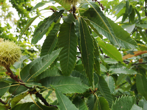 Blätter eines großen Esskastanienbaums mit Blättern