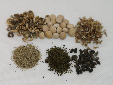 Verschiedenes Saatgut wie Lupinensamen, Kamillesamen, Kornblumensamen, Ringelblumensamen und Borretschsamen auf weißem Hintergrund