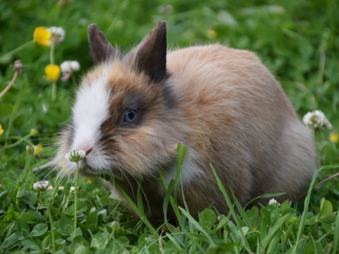 Kaninchen sitzt auf Rasen